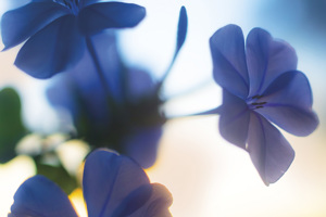 Plumbago 5439