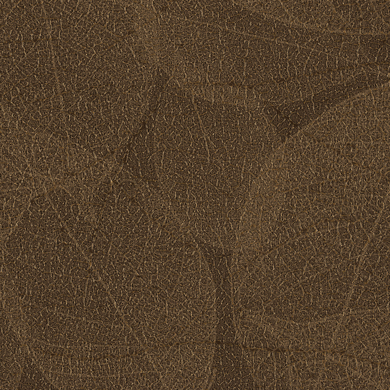 Root