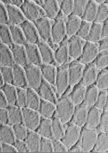 Dimension Walls Tortoise Room Scene