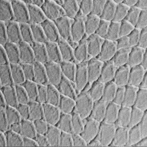  Dimension Walls Tortoise Silver